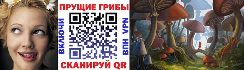 дарнет шоп Камбарка Псилоцибиновые грибы Cubensis